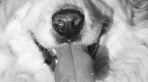 The canine sense of smell is more than a hundred times more powerful that a humans.