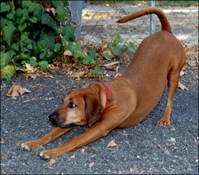 Best Dog Exercises and Stretching