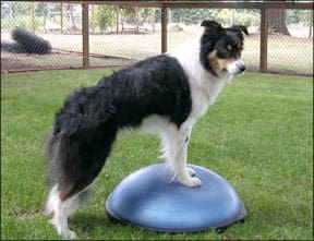 BOSU Balance Trainer ball