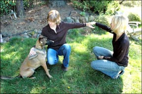 Canine Kinesiology