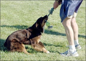 Best Dog Exercises