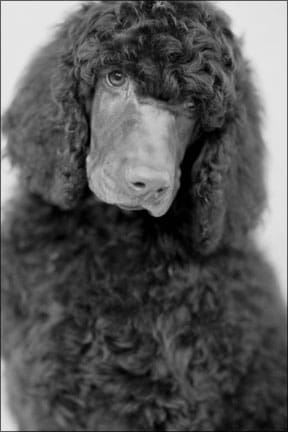 Whole Dog Journal - Poodle