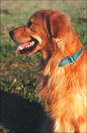 Golden Retriever