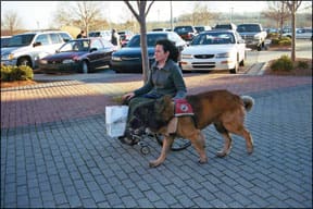 Dog Carting and Draft Training