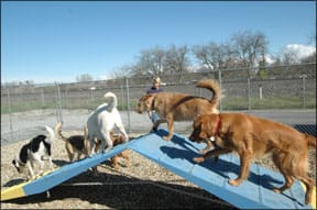 Dog Play Groups