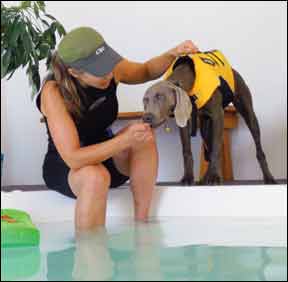 dog hydrotherapy