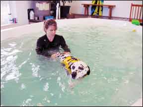 dog hydrotherapy