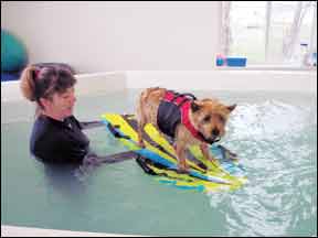 dog hydrotherapy