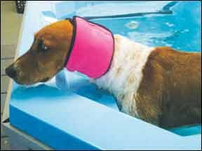 Bathing caps for dogs shop