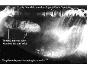 dog ate deer x ray