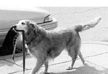 Vitamin C for your dog offers many potential benefits.