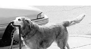 Vitamin C for your dog offers many potential benefits.
