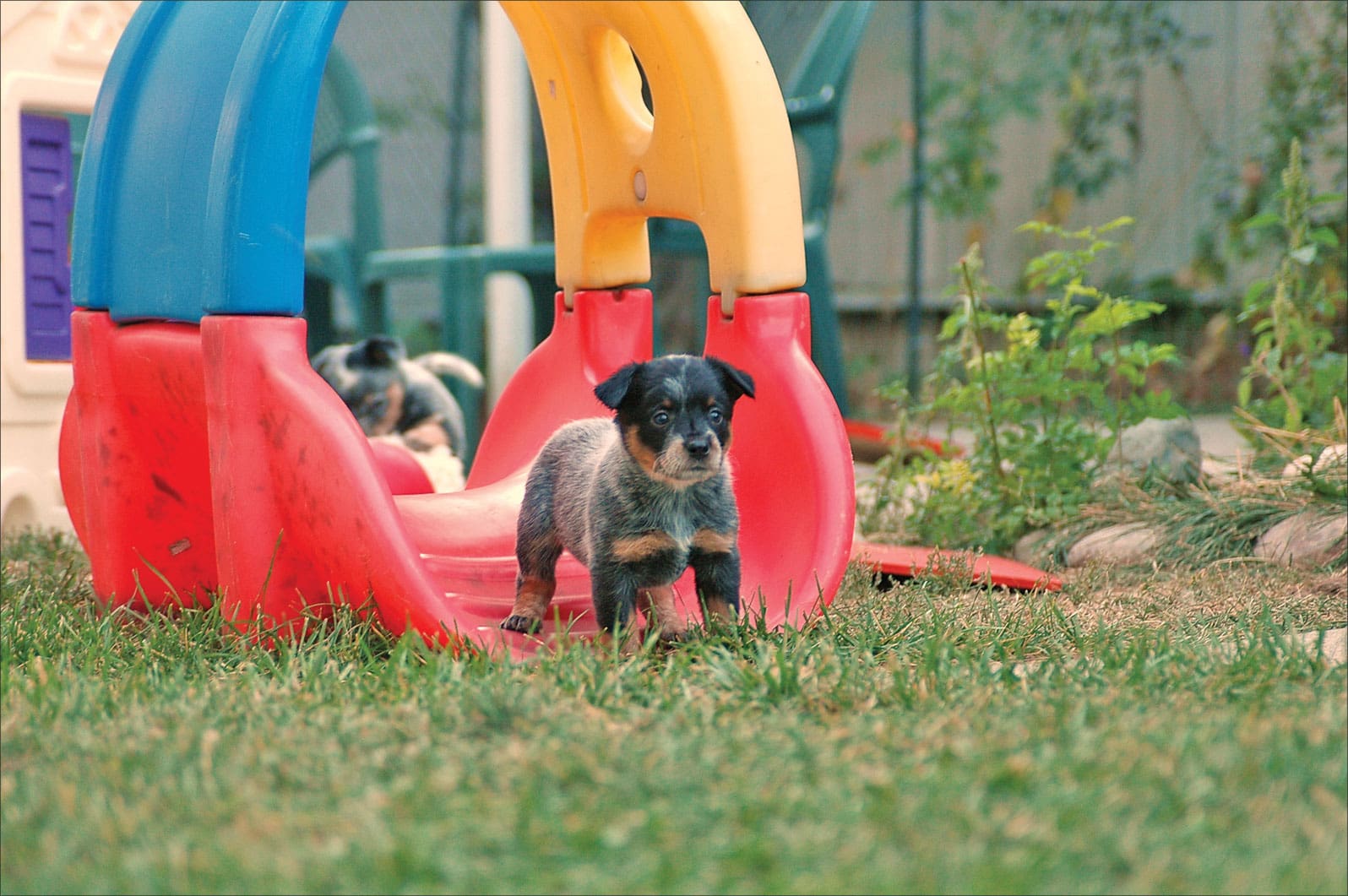 An Australian Cattle Dog puppy