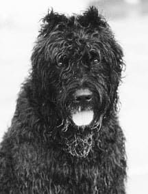Vitamin c for distemper cheap
