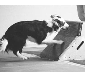 flyball