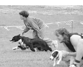 flyball