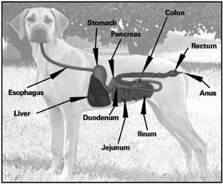 dog digestive system