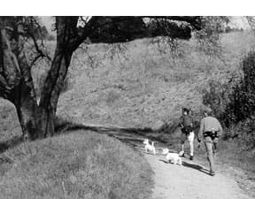 hiking with dogs