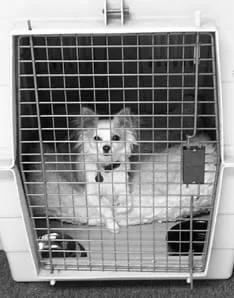 Remedial house training for dogs can help, but health issues may be the cause of the problem.