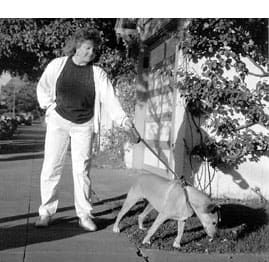 Training a rescue dog to walk on a leash discount