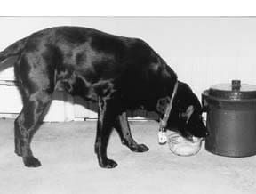 Can dogs deals eat teff