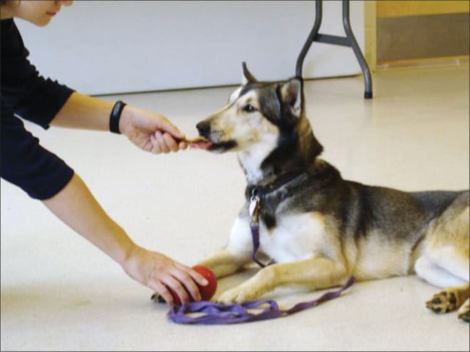 training dog not to resource guard