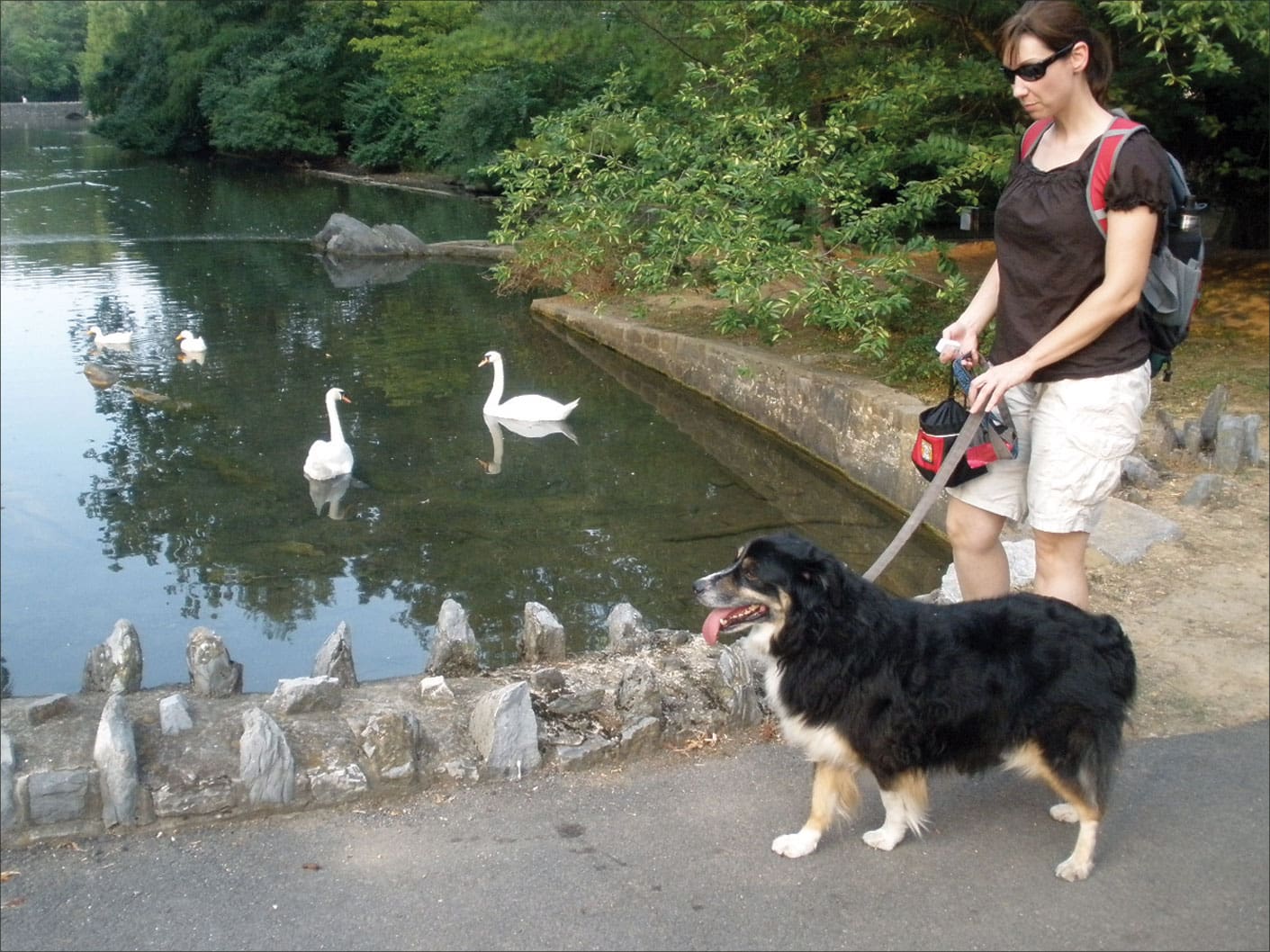 training dog to respect ducks