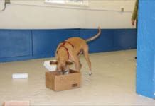 K9 nose work is a fun and simple scent game for dogs.