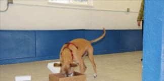 K9 nose work is a fun and simple scent game for dogs.