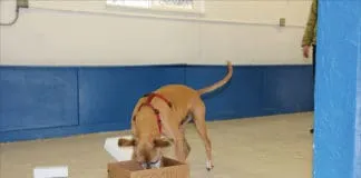 K9 nose work is a fun and simple scent game for dogs.