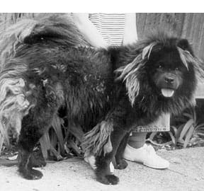 purebred chow chow in animal shelter