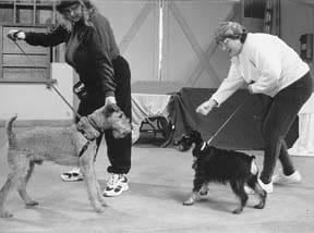 Aggresive Dog Classes