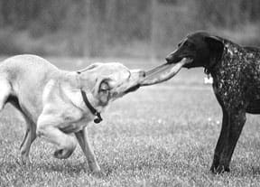 Two dogs play tug of war with a rag, one stubbornly holds ground while the other pulls.