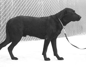 A lowered tail can be a sign of a dog appeasement.