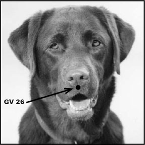 Canine Acupuncture to Promote Healing in Dogs
