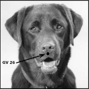 Canine Acupuncture to Promote Healing in Dogs