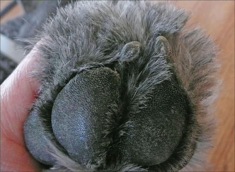 big dog paw