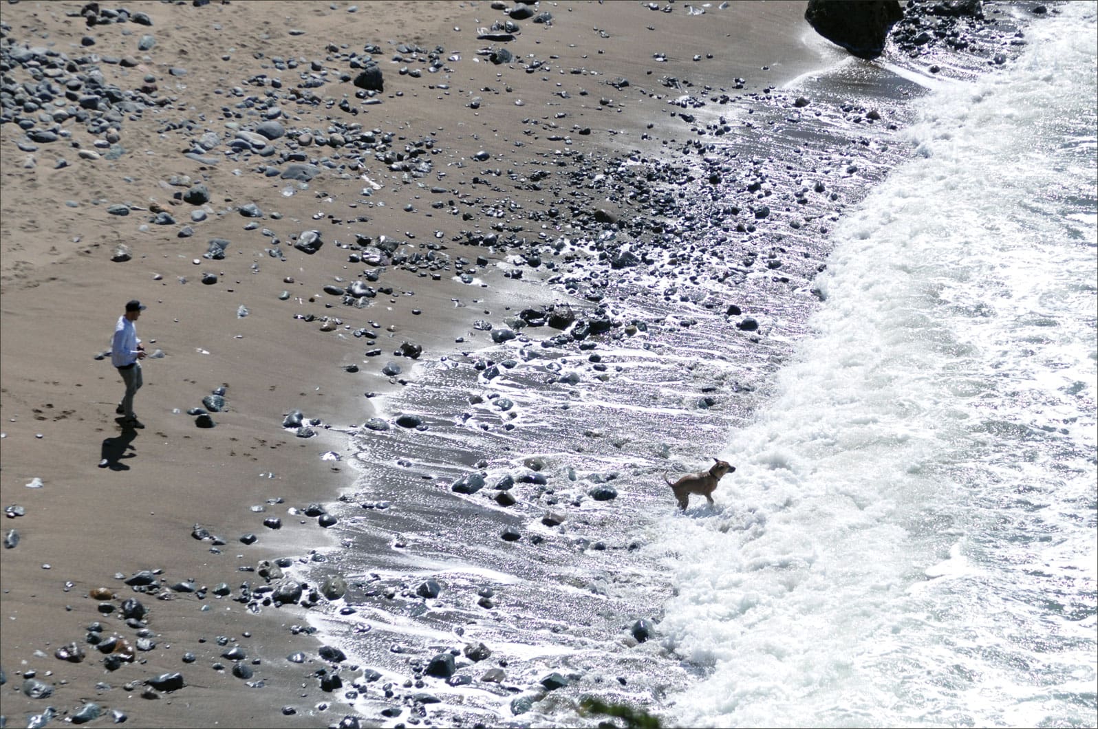 dog on beach