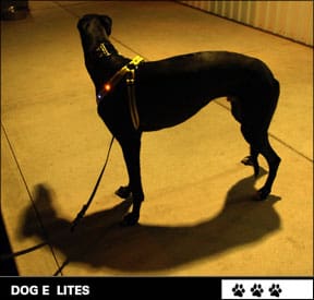 Dog E Lights