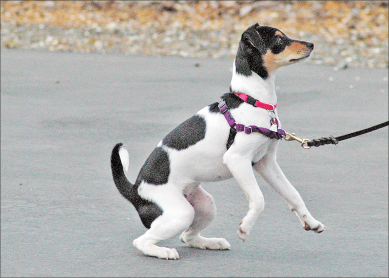 The No-Pull Harness Debate - Whole Dog Journal