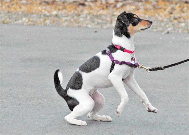 puppy in harness