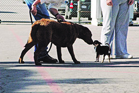 big dog greeting