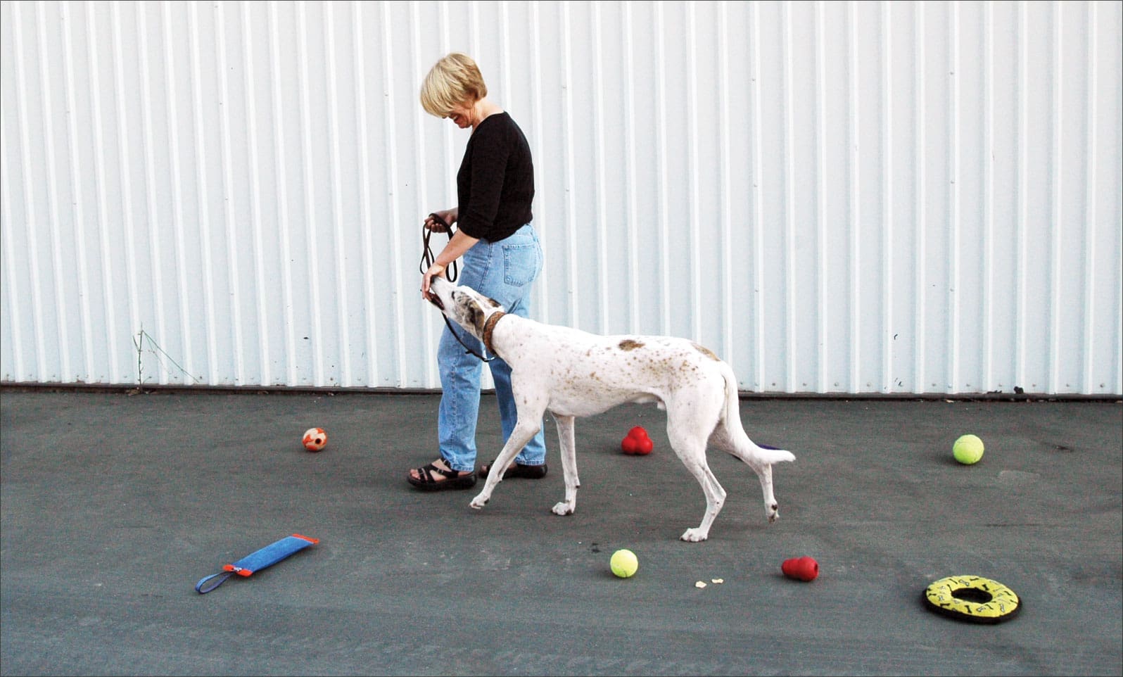 training dog to be polite