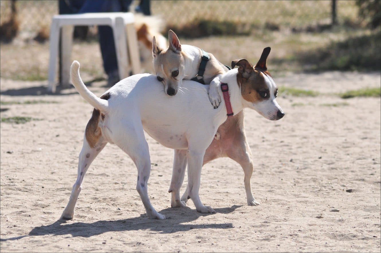 dog park humping