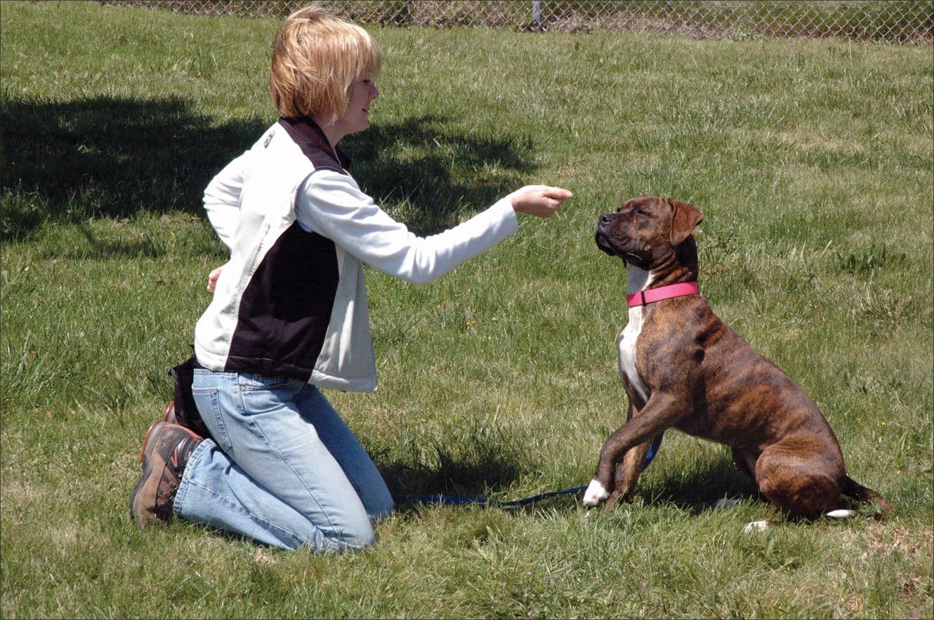 training dog with a lure