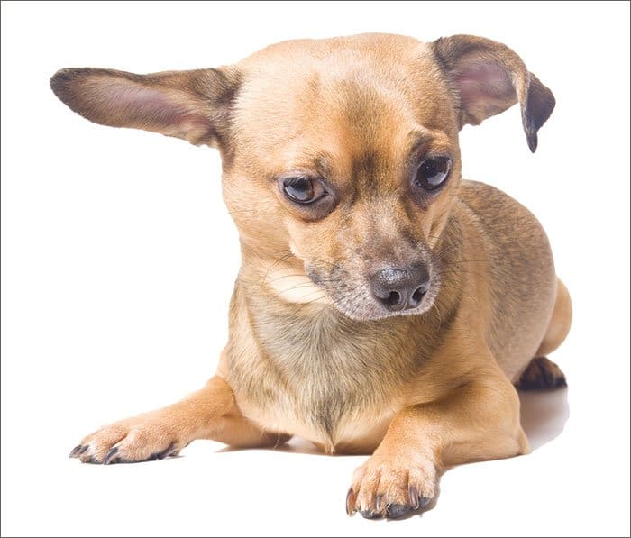 Treatment for Your Dog s Ear Hematomas Whole Dog Journal
