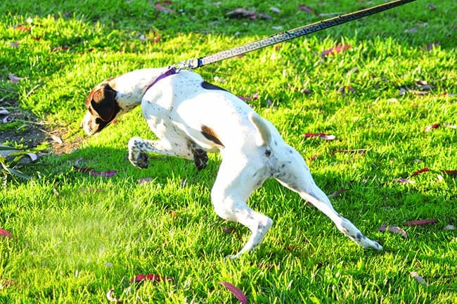 leash training a dog