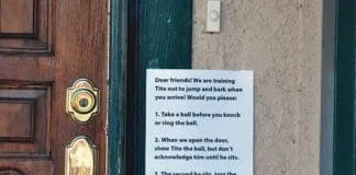 Training and reinforcement are how to stop a dog from darting out the door.