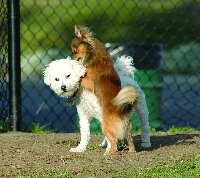 Fixed sales dog humping