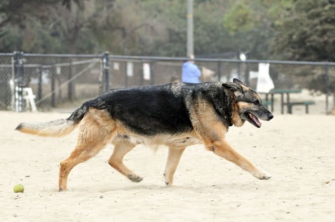 old german shepherd